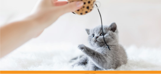 Kitten playing with string