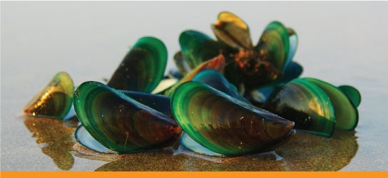 Green-lipped Mussels