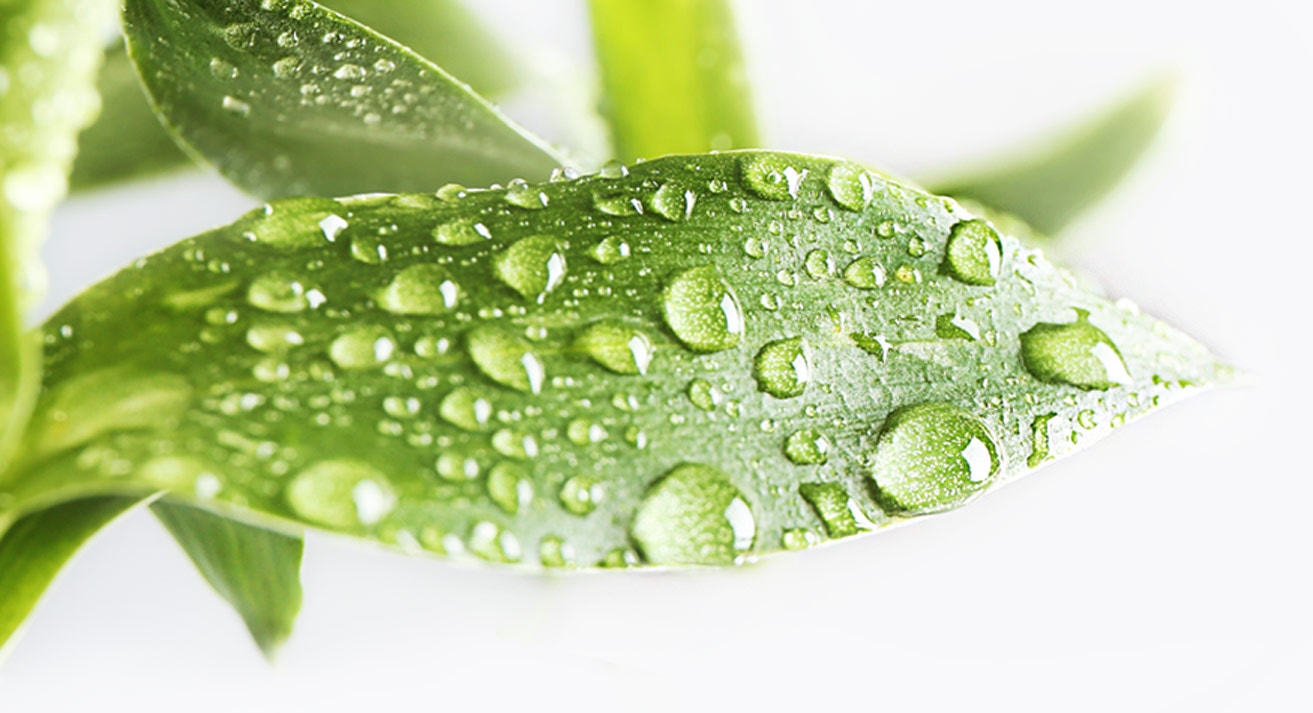 Leaf covered in water drops